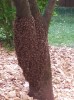 Essaim d'abeilles, mai 2020