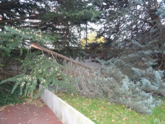 La branche cassée