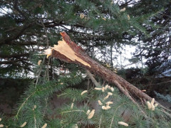 La cassure de la branche