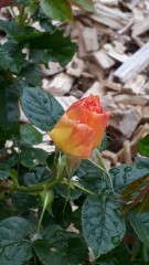Première Rose du nouveau massif